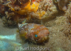 Spike looking timid shot whilst on hols in Dominica, wher... by Karl Hodgkins 